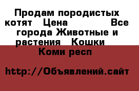 Продам породистых котят › Цена ­ 15 000 - Все города Животные и растения » Кошки   . Коми респ.